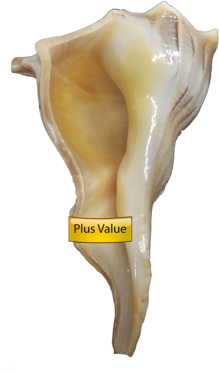 Conch Shell With Label PNG