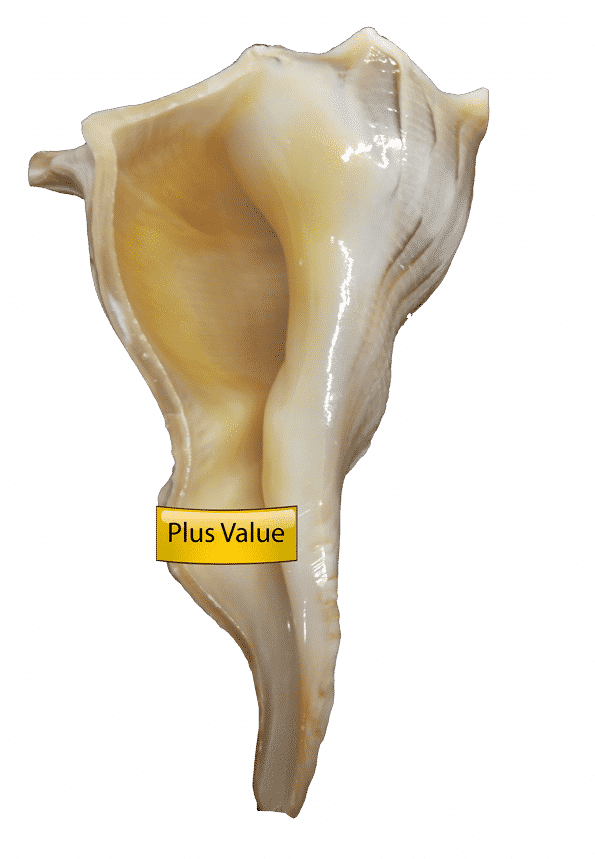 Conch Shell With Label PNG
