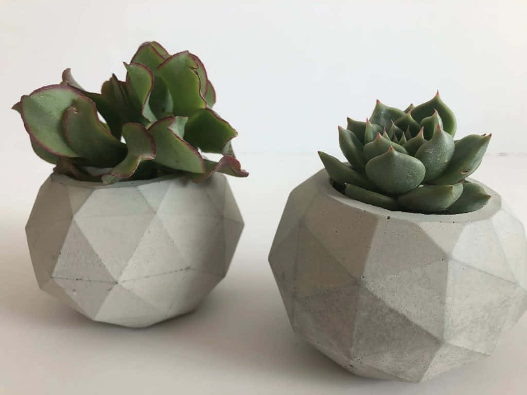 Concrete Plant Vase Picture