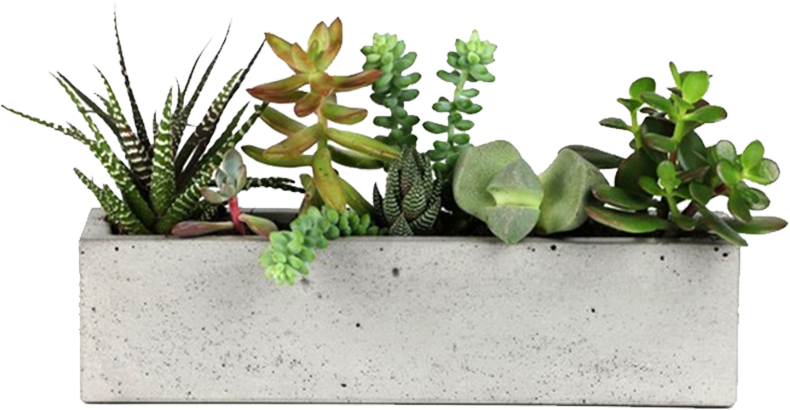 Concrete Rectangular Succulent Planter PNG