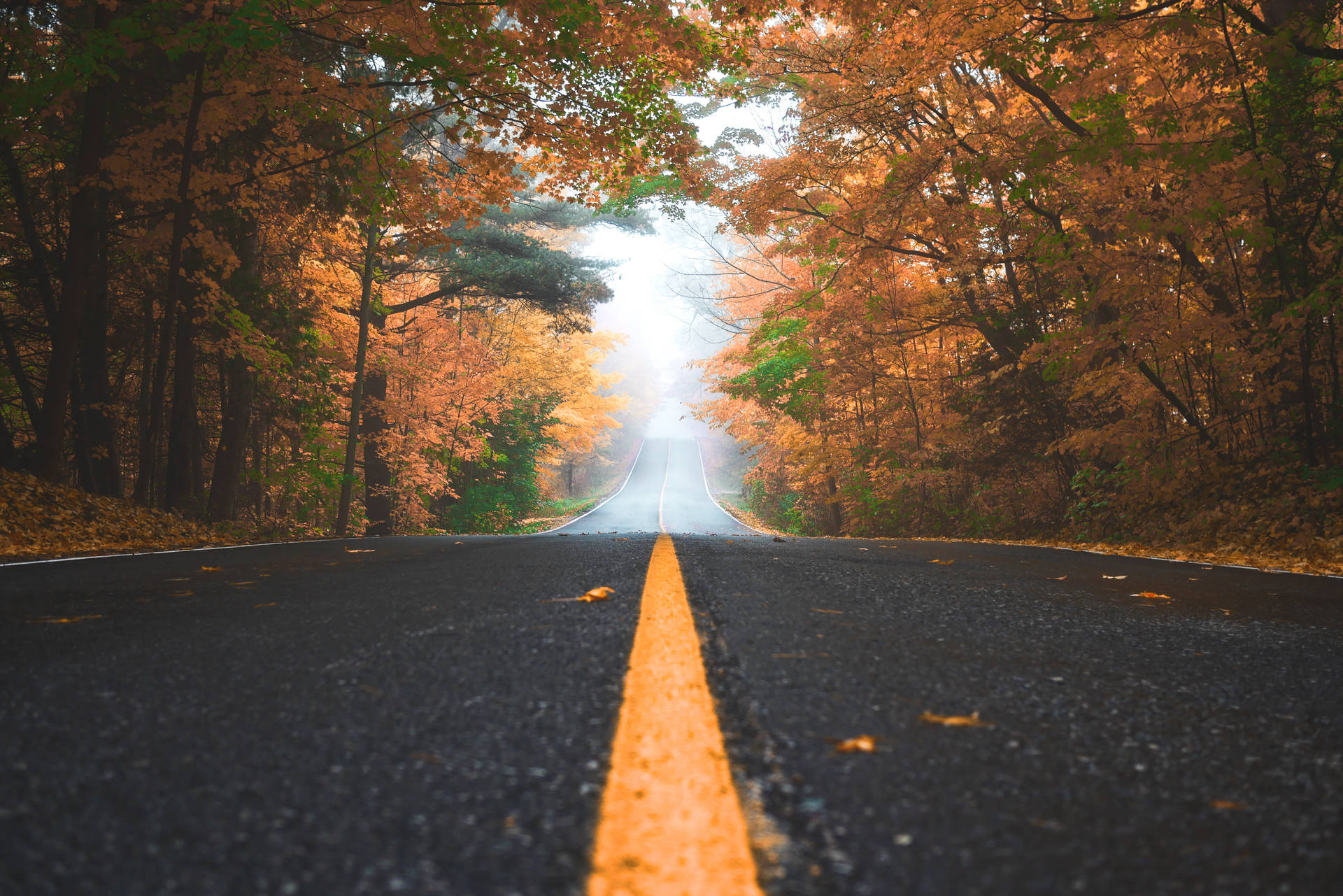 Concrete Road And Trees Fall Wallpaper