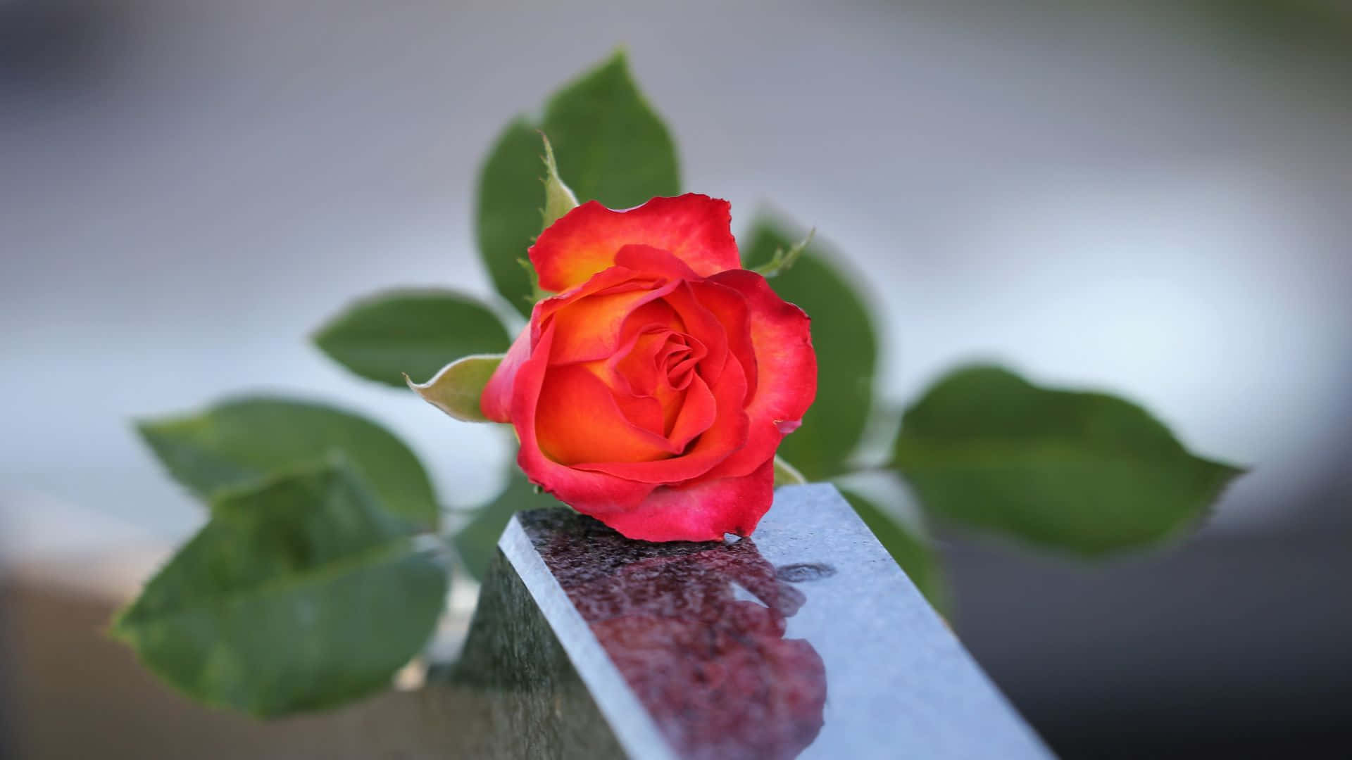 A Red Rose Is On Top Of A Gravestone