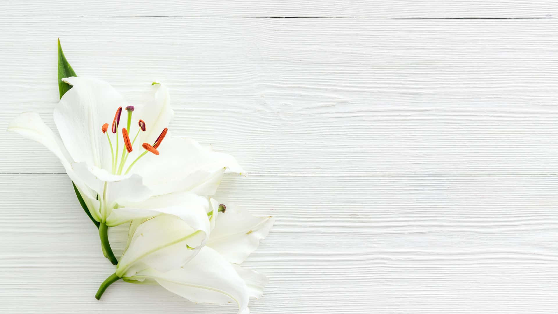 White Lilies On A White Wooden Background