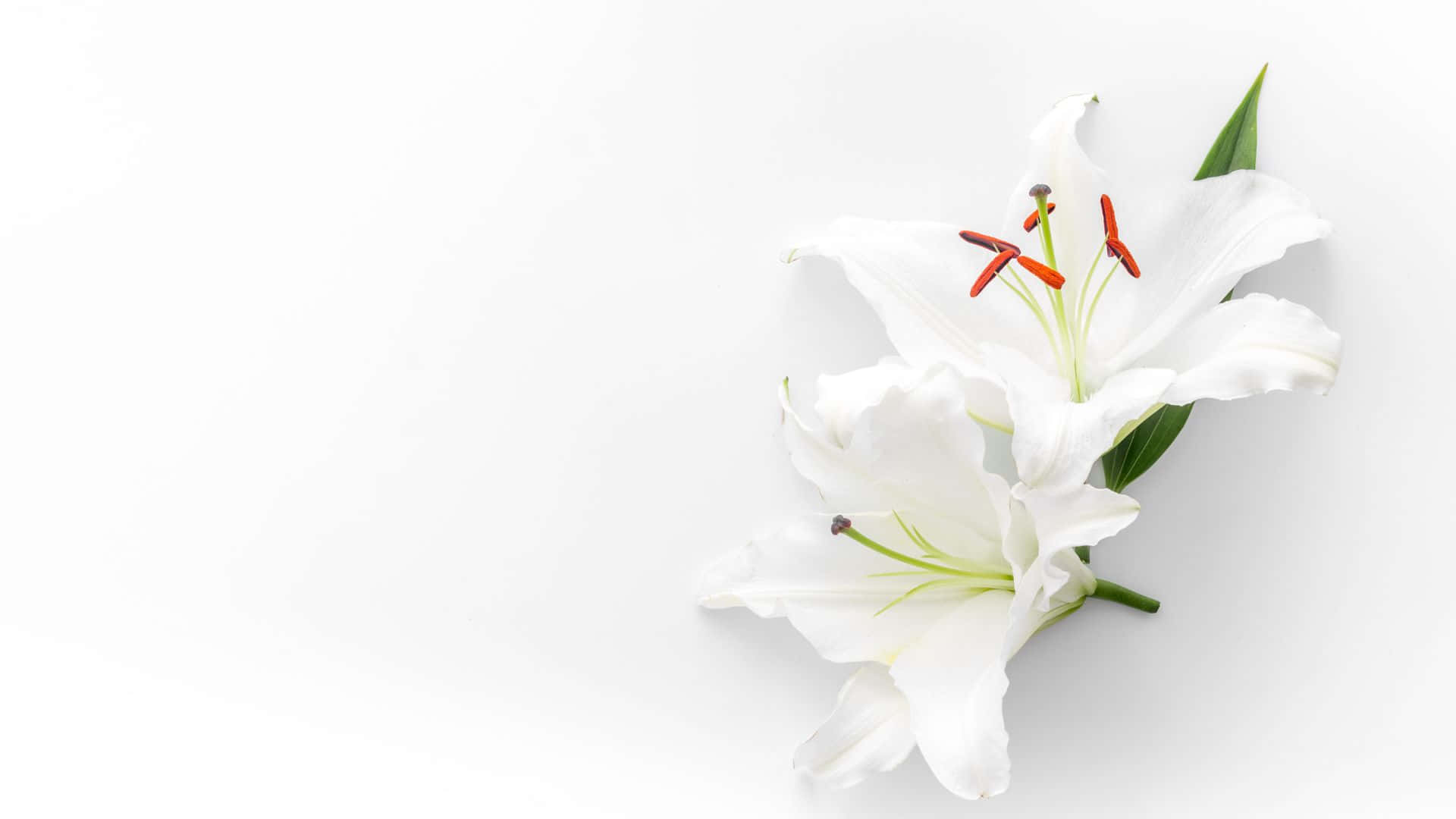 White Lilies On A White Background