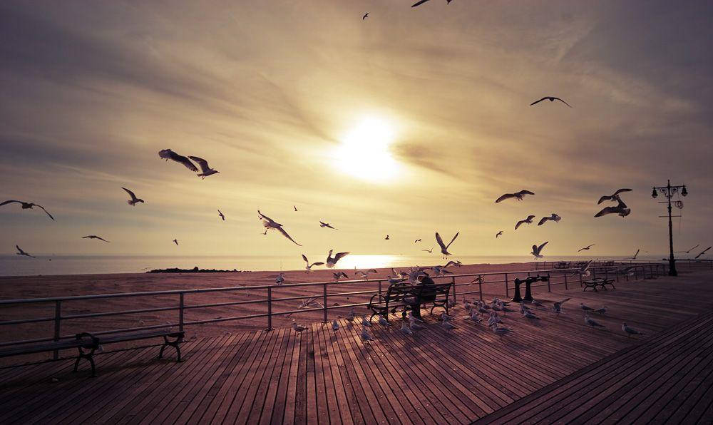 Pájarosvolando En Coney Island. Fondo de pantalla