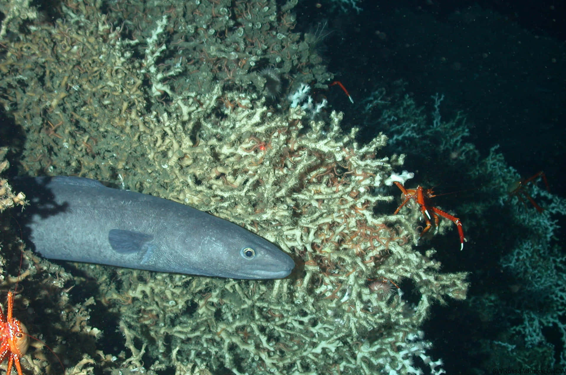 Conger Eel Deep Sea Coral Reef Wallpaper