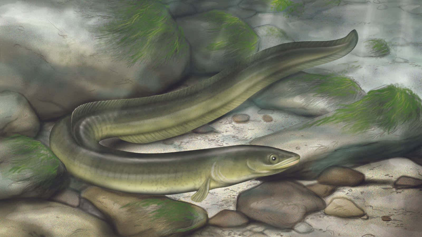 Conger Eel Habitat Illustration Wallpaper