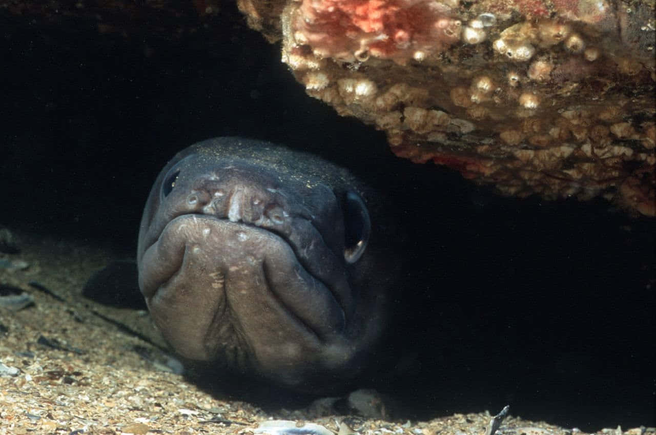 Conger Eel Hiding Under Rock Wallpaper