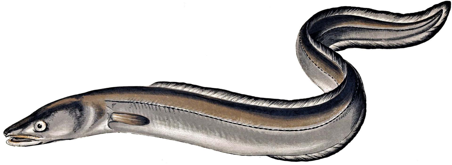 Conger Eel Illustration Wallpaper