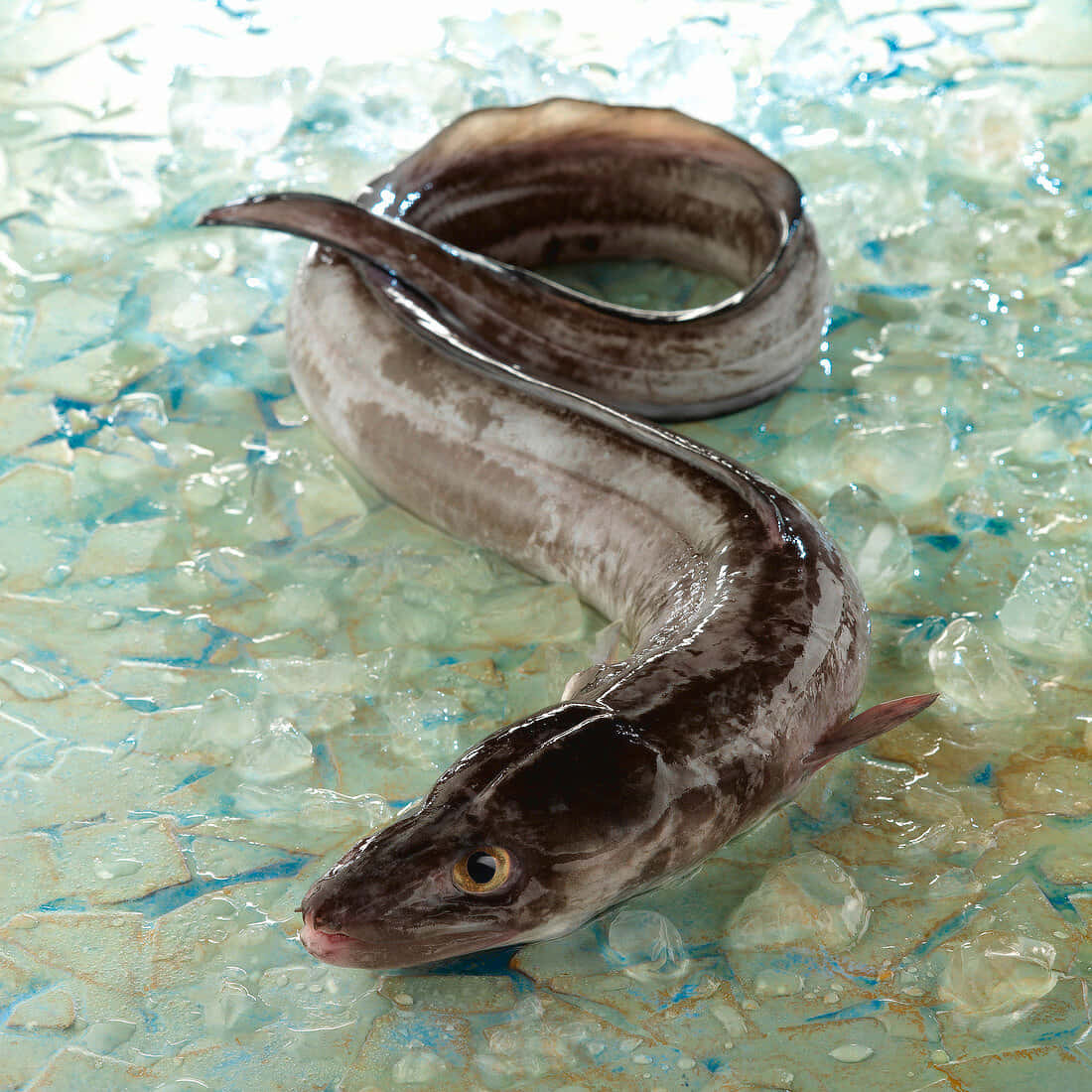 Conger Eel On Ice Wallpaper