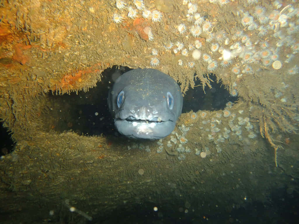 Conger Eel Peeking From Reef Cave Wallpaper