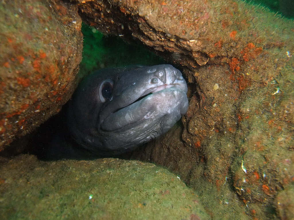 Conger Eel Peeking From Rocky Crevice Wallpaper