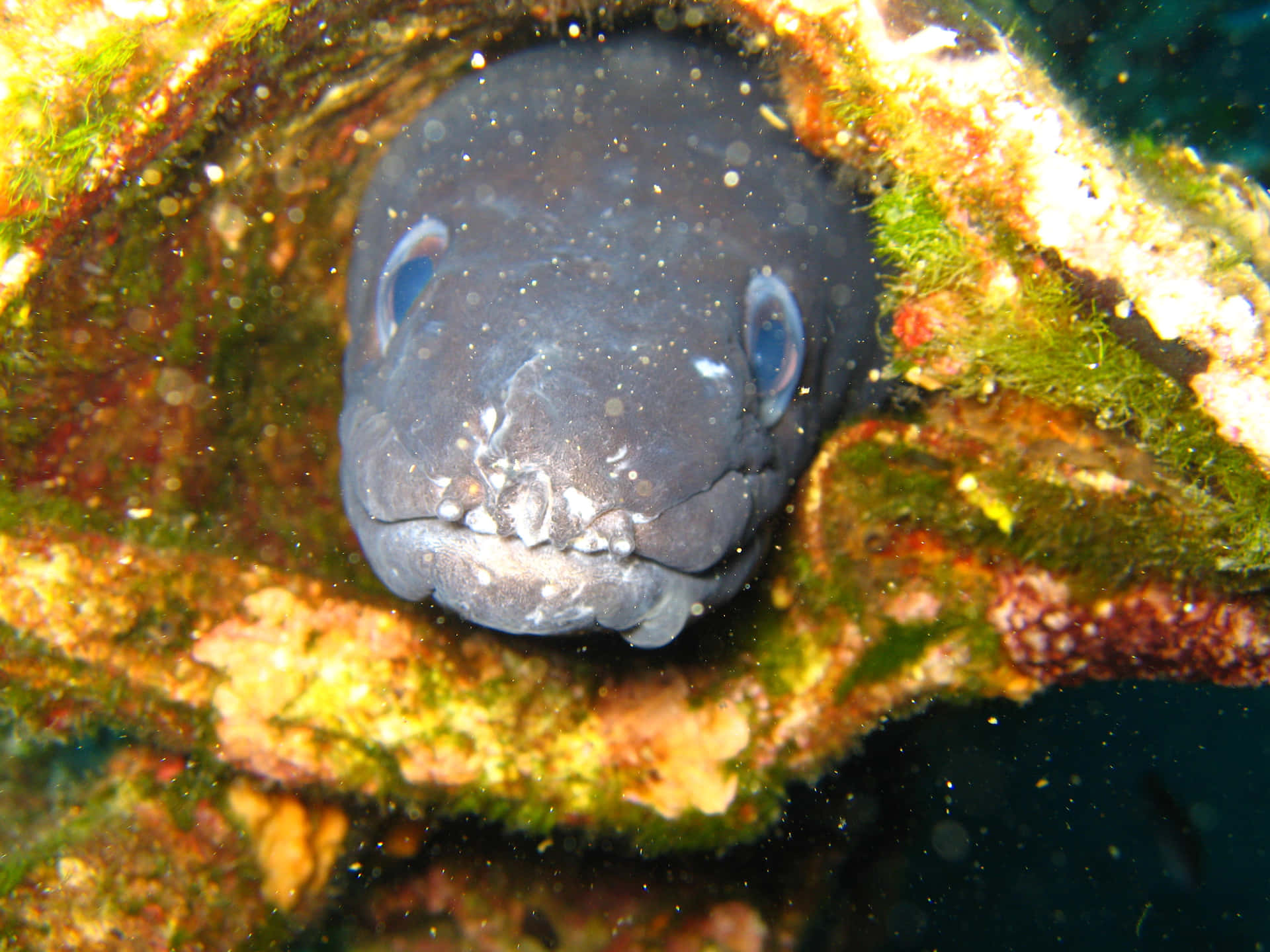 Conger Eel Peeking Out From Reef Wallpaper