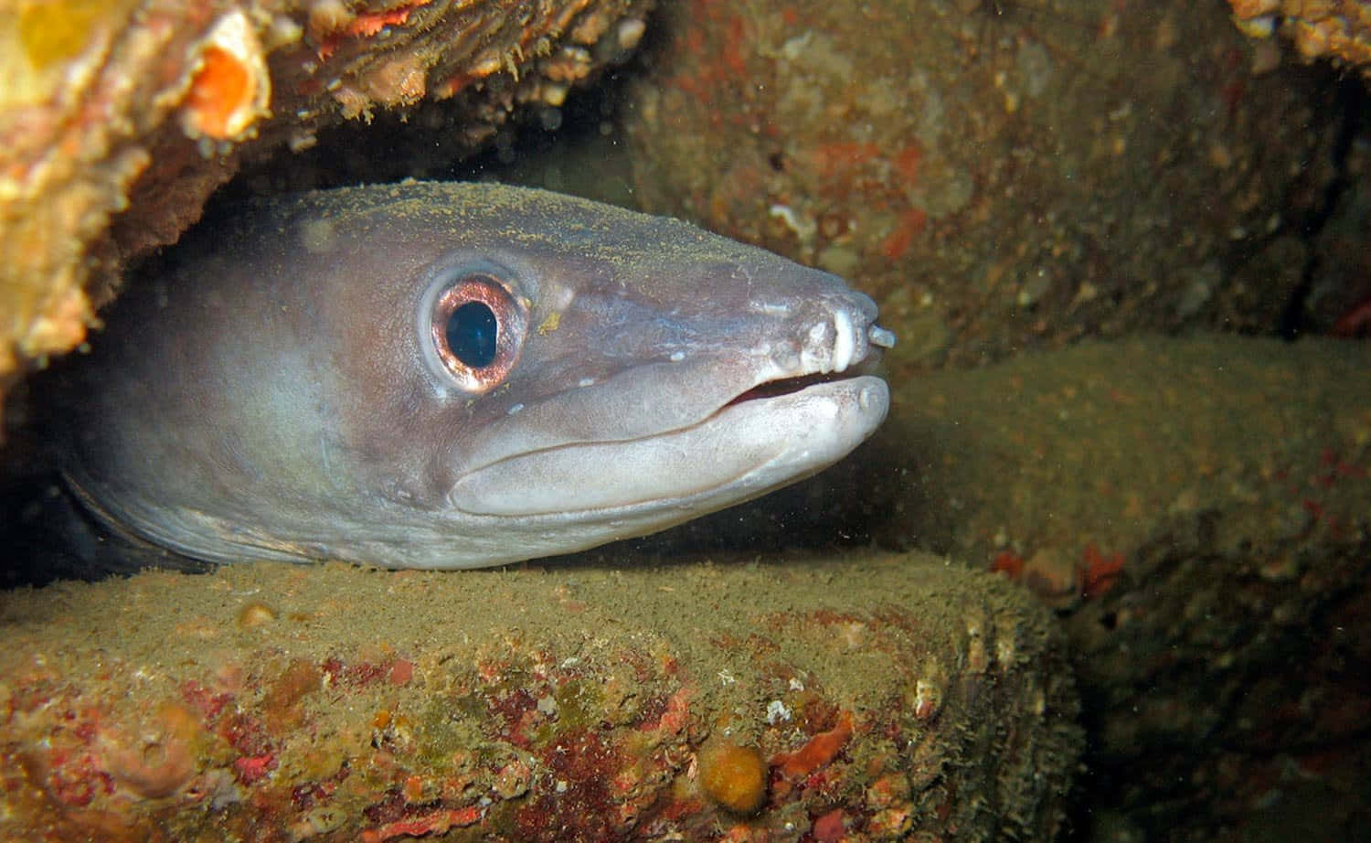 Conger Eel Peeking Out From Rocky Crevice Wallpaper