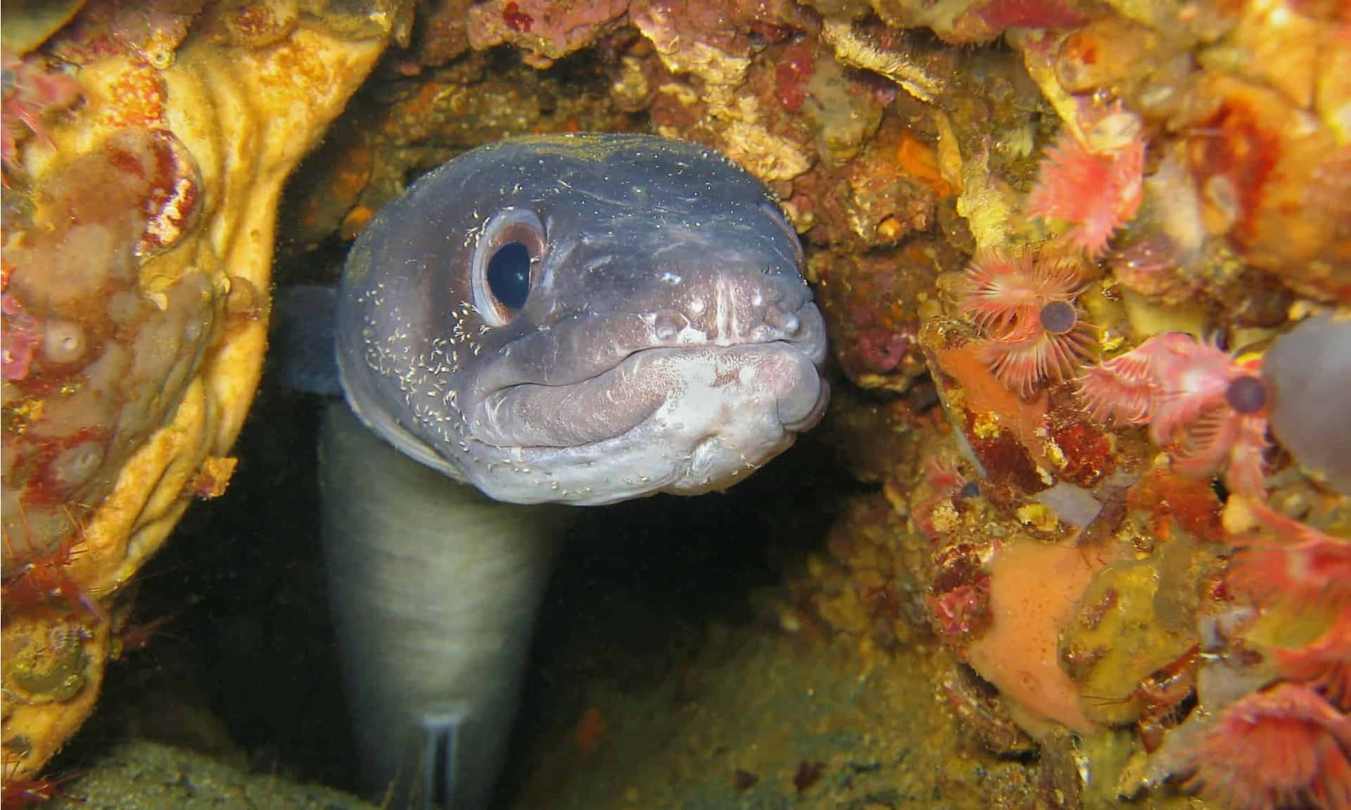 Conger Eel Peeking Out From Rocky Crevice Wallpaper