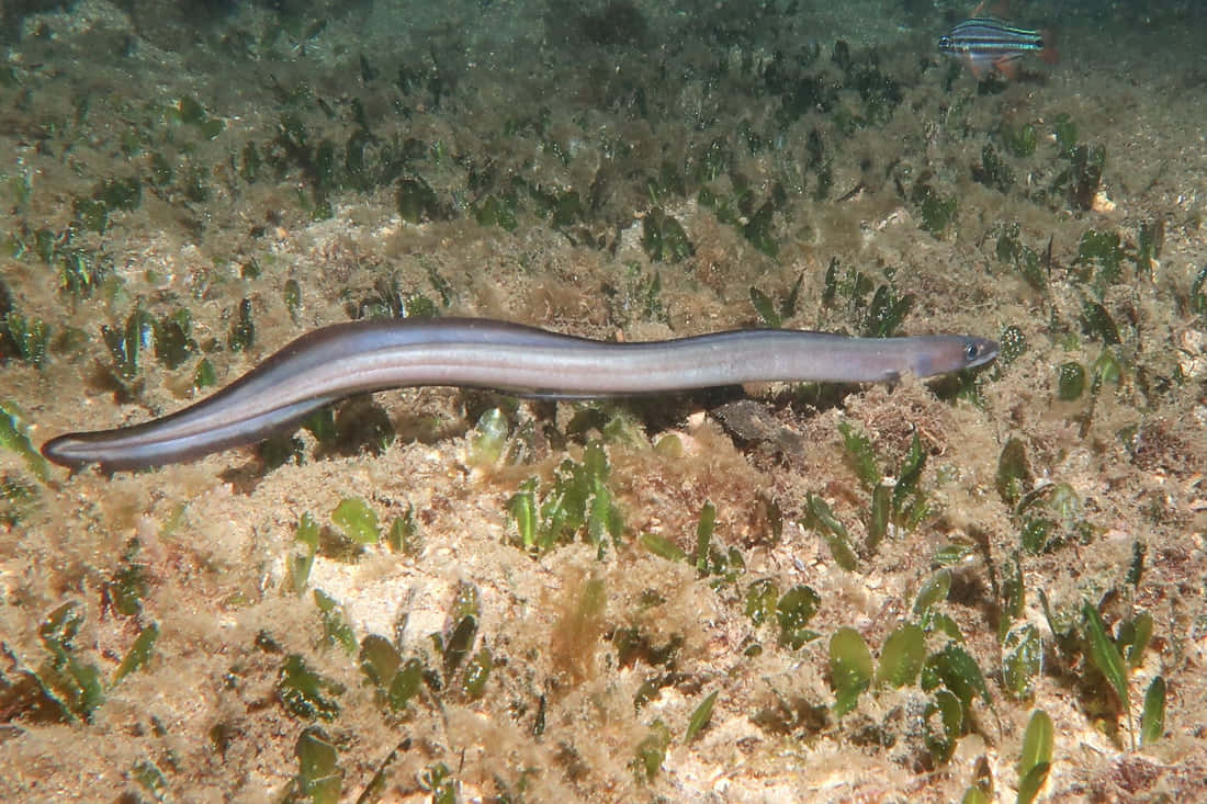 Conger Eel Swimming Over Seabed Wallpaper