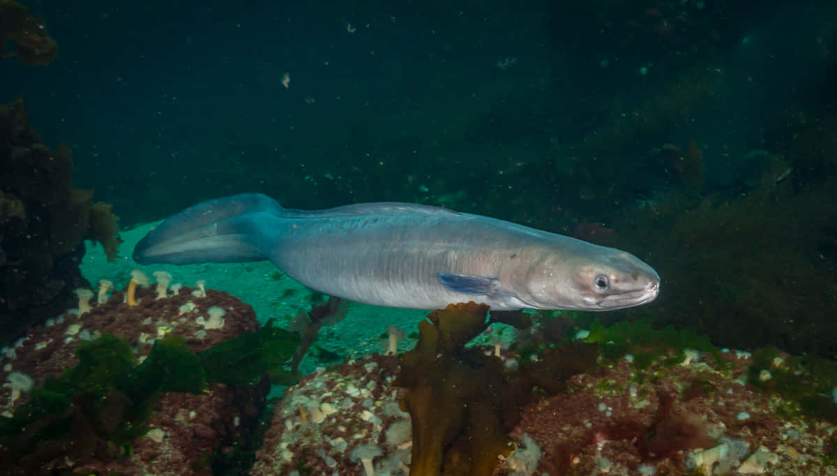 Conger Eel Underwater Scene Wallpaper