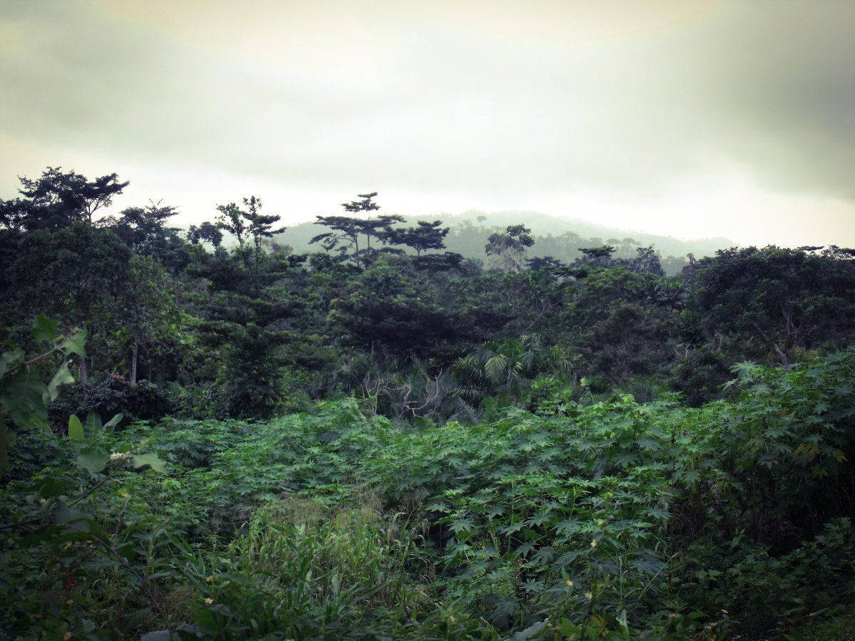 Kongogrüner Wald Und Himmel Wallpaper