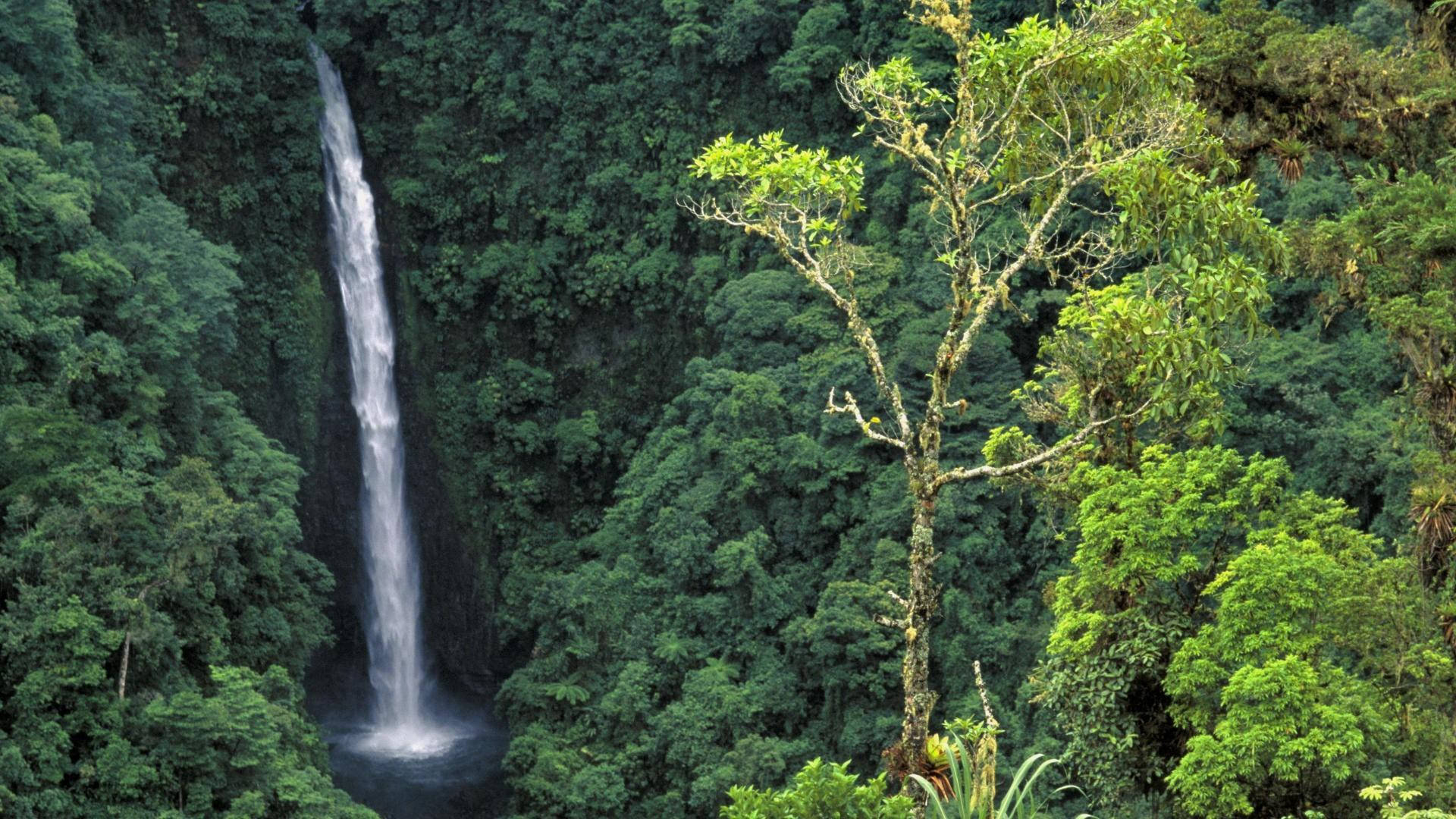 Congo Green Rainforest And Falls Wallpaper
