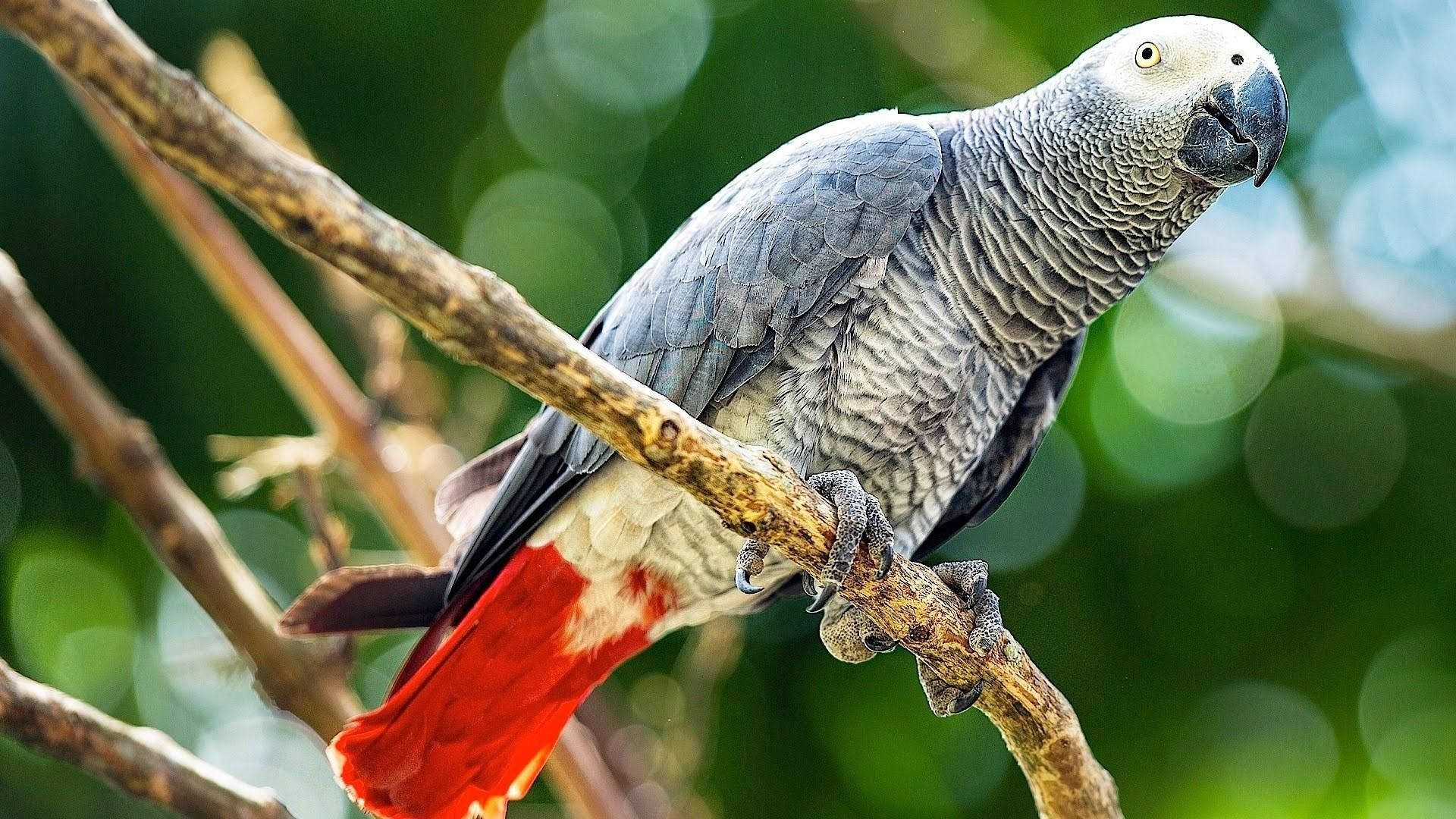 Congo Grey Parrot Wallpaper