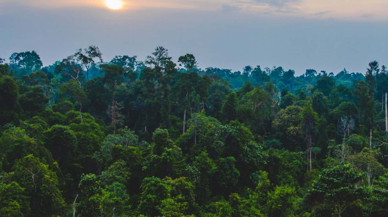 Congo Regenwoud Zonsondergang Achtergrond