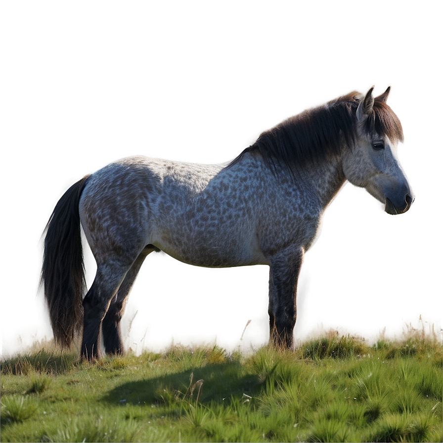 Connemara Pony Png 06232024 PNG