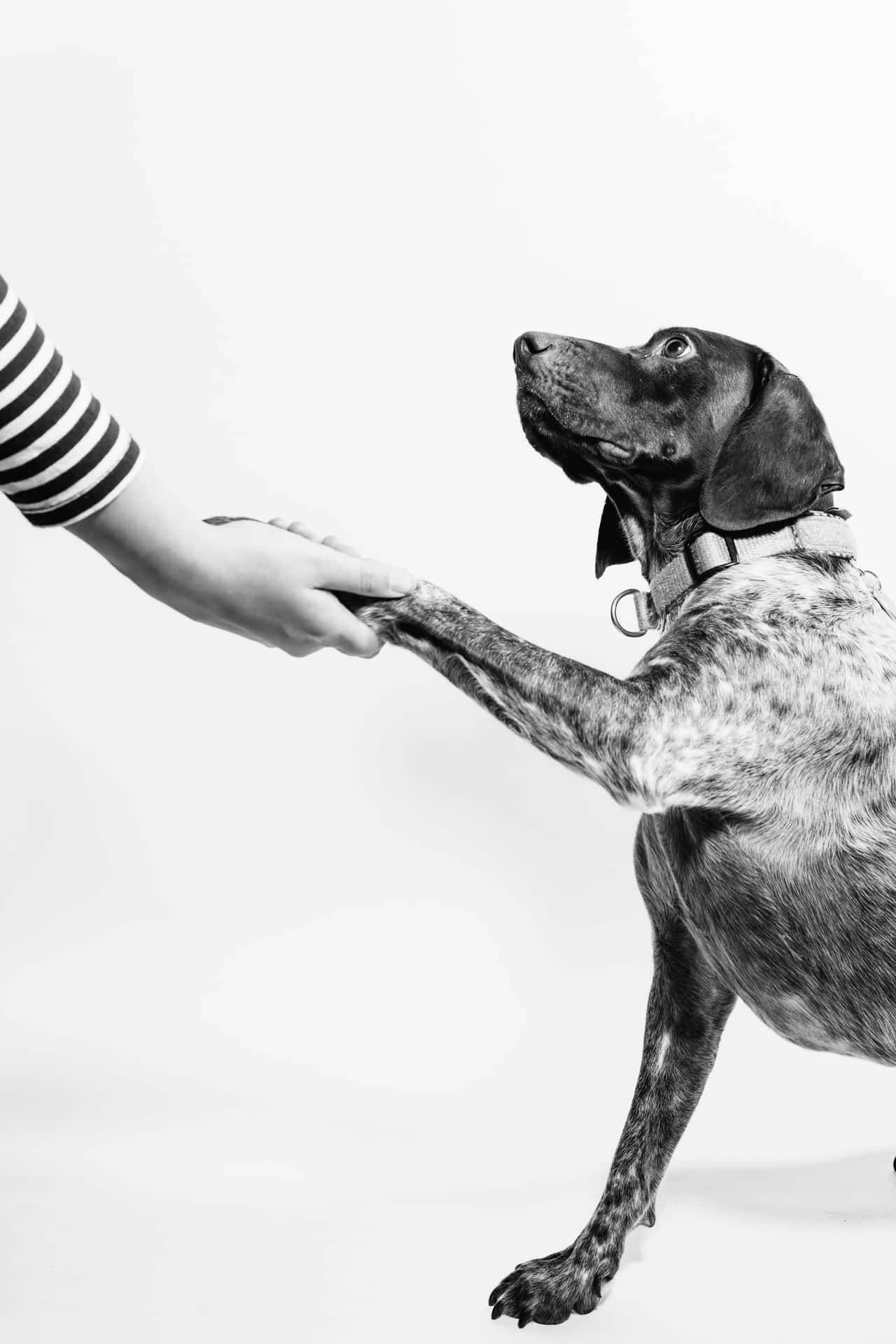 Consensual Dog Handshake Wallpaper