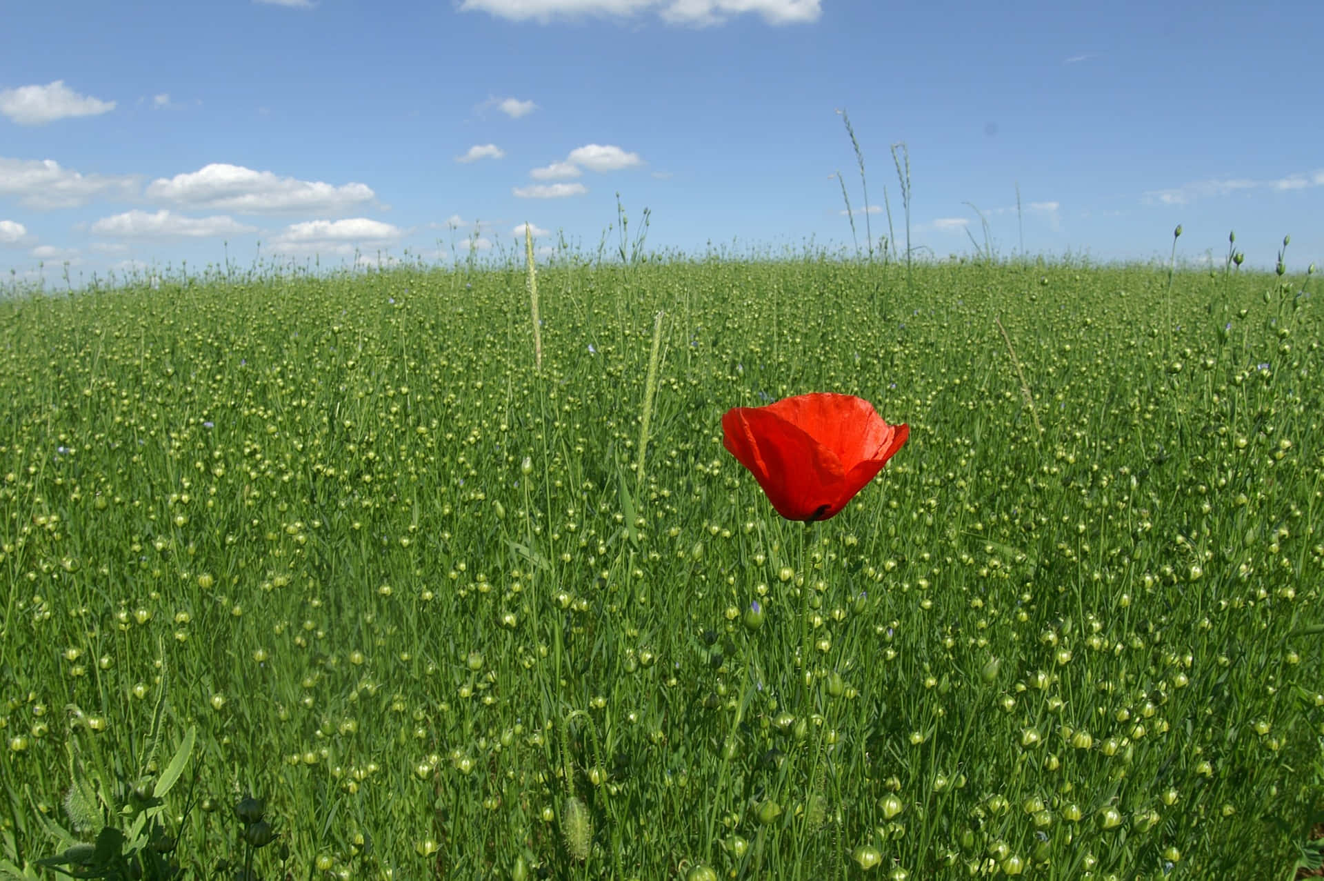 Conspicuous Flower In A Field Wallpaper