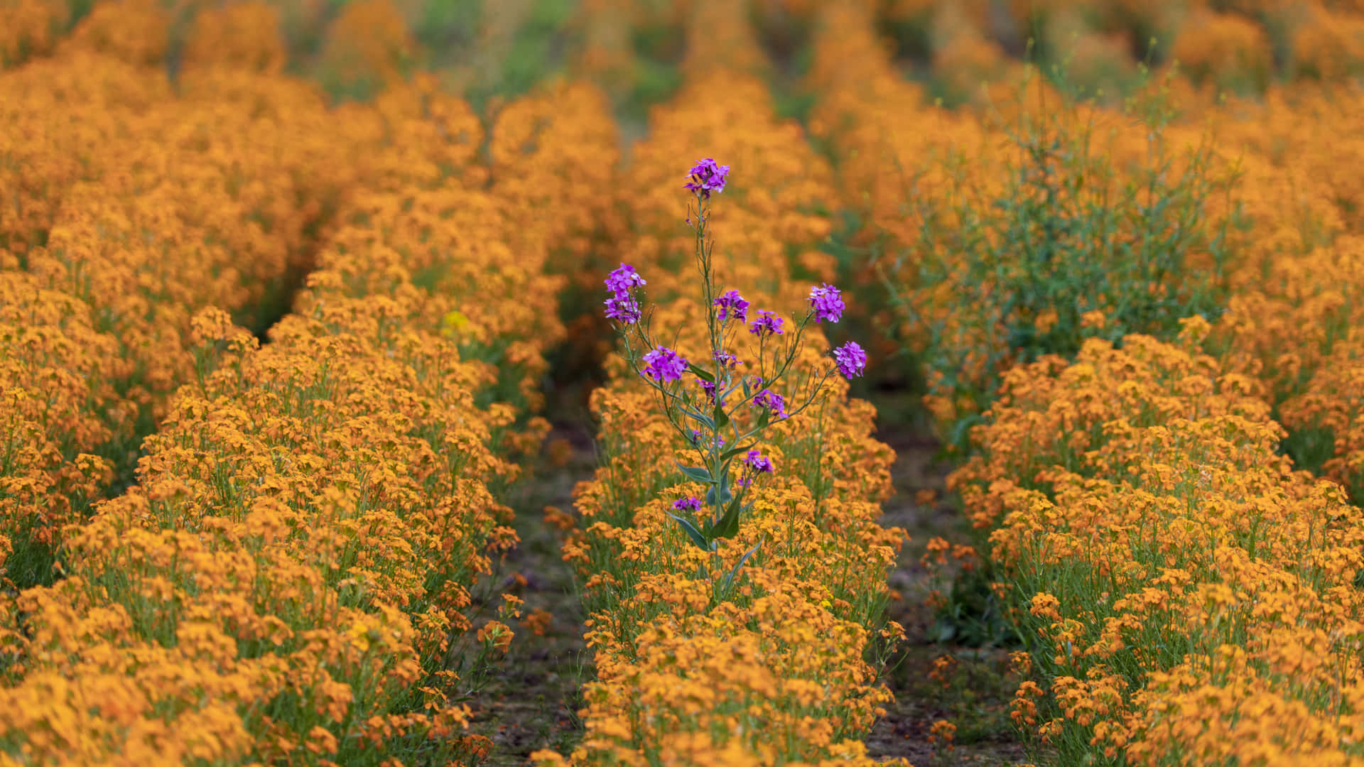 Conspicuous Violet Flower Plant On A Yellow Wildflower Field Wallpaper