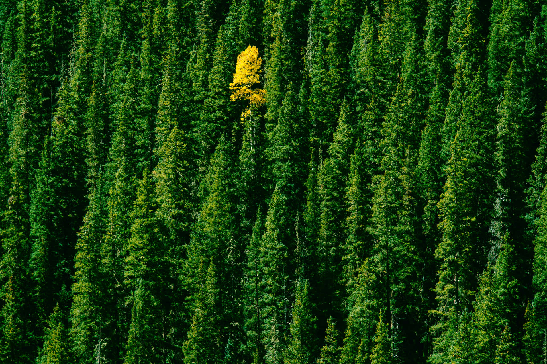 Conspicuous Yellow Tree In A Green Forest Wallpaper