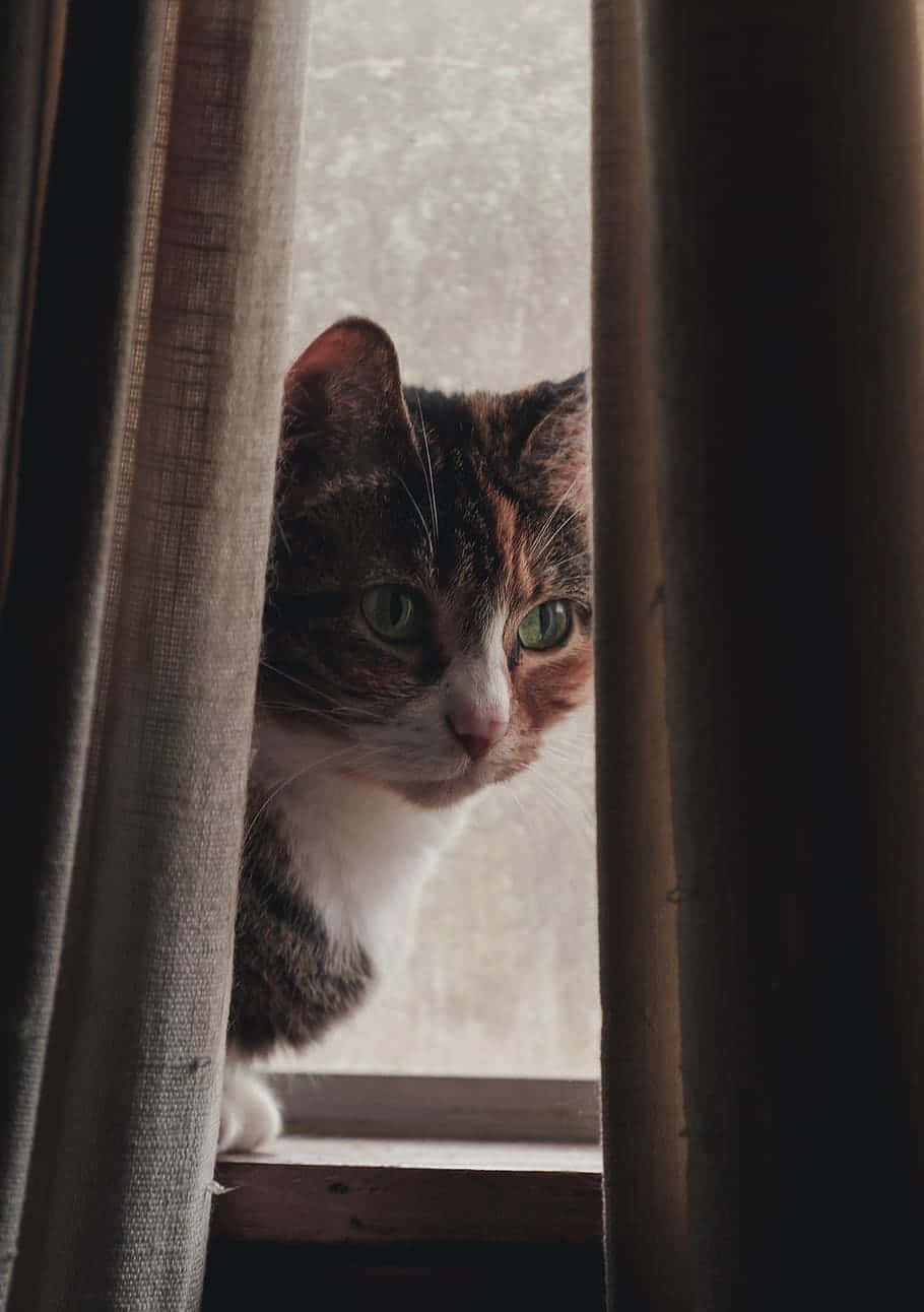 Chat Contemplatif Derrière Un Rideau Fond d'écran