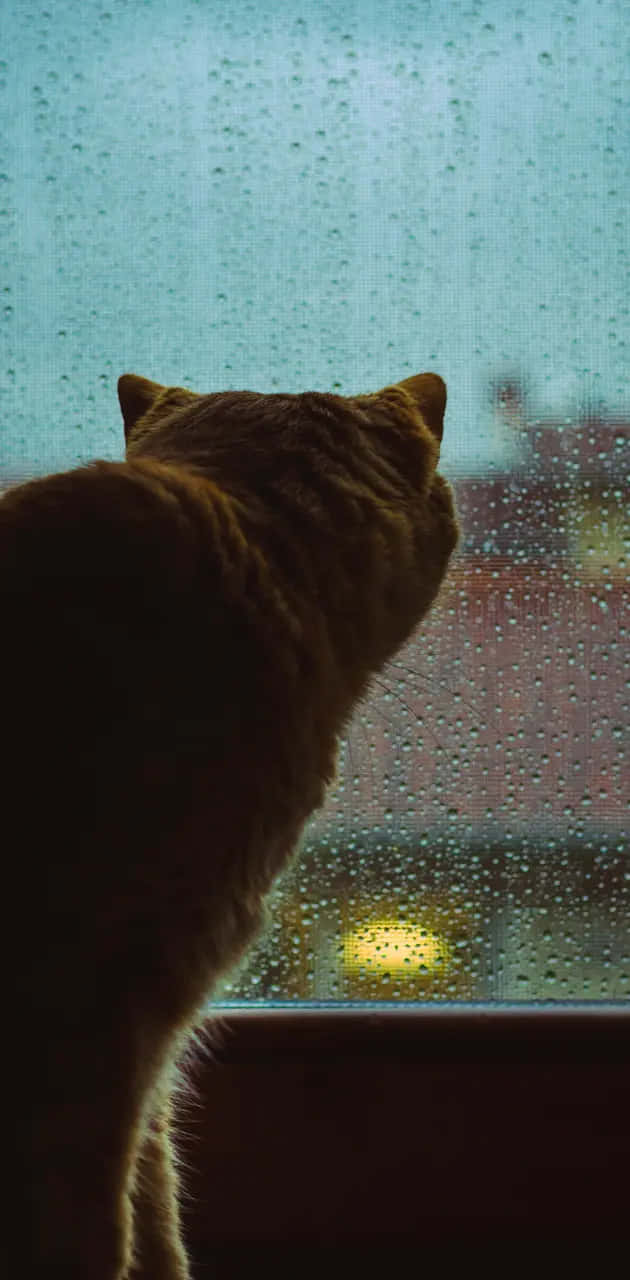 Chat Contemplatif Devant Une Fenêtre Pluvieuse Fond d'écran