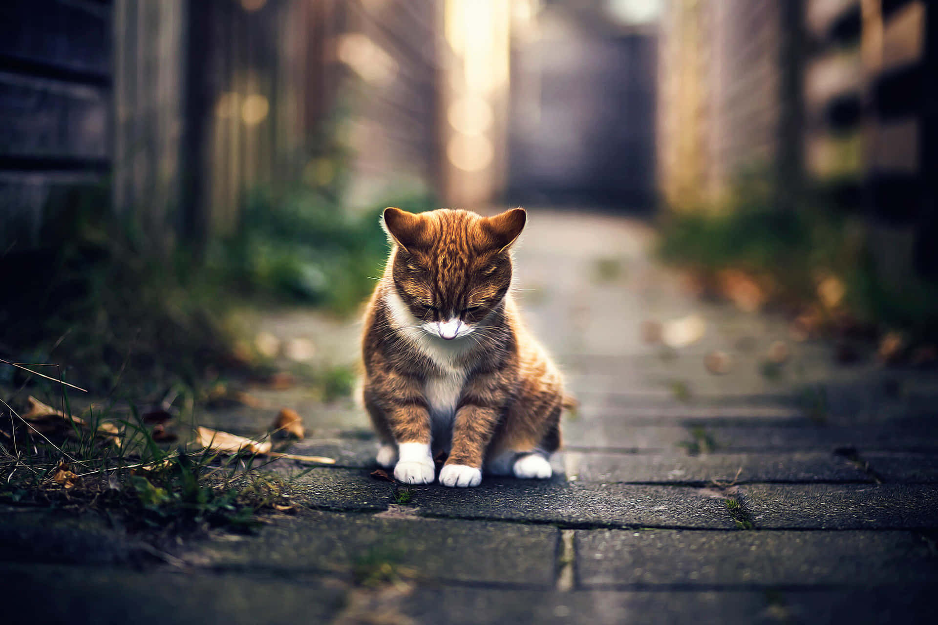 Chat Contemplatif Sur Un Chemin.jpg Fond d'écran