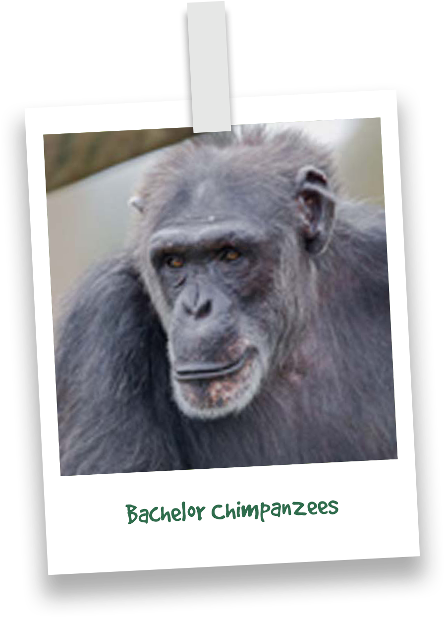 Contemplative Chimpanzee Portrait PNG