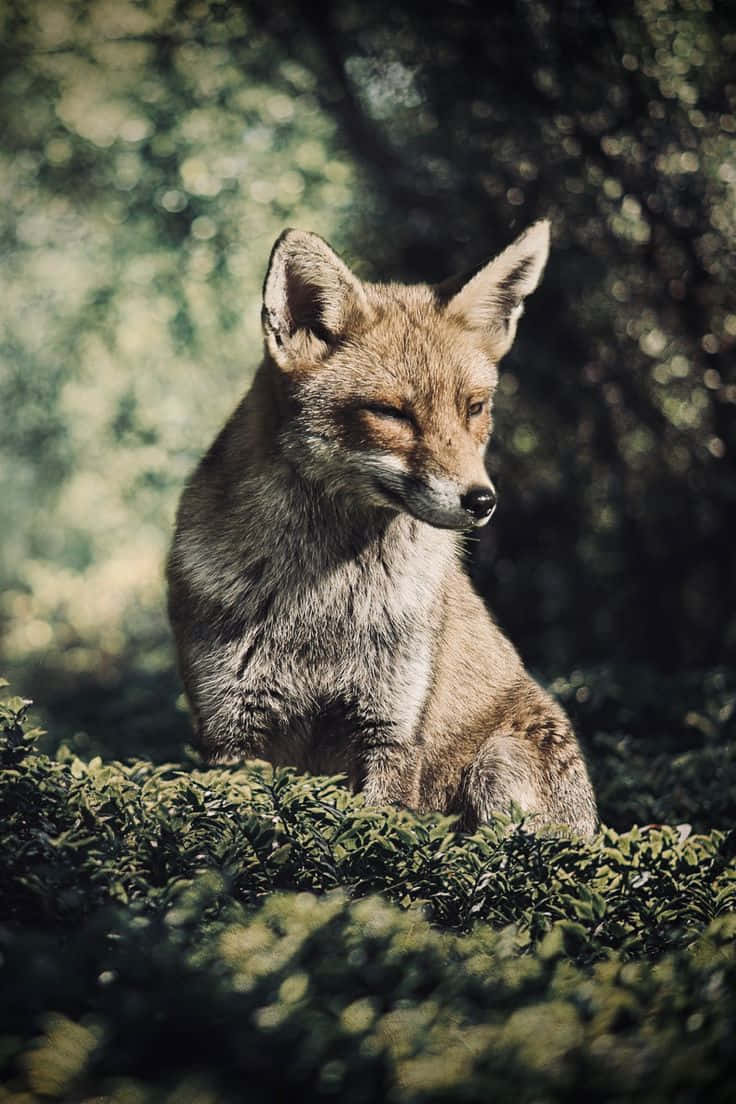 Contemplative Foxin Nature.jpg Wallpaper