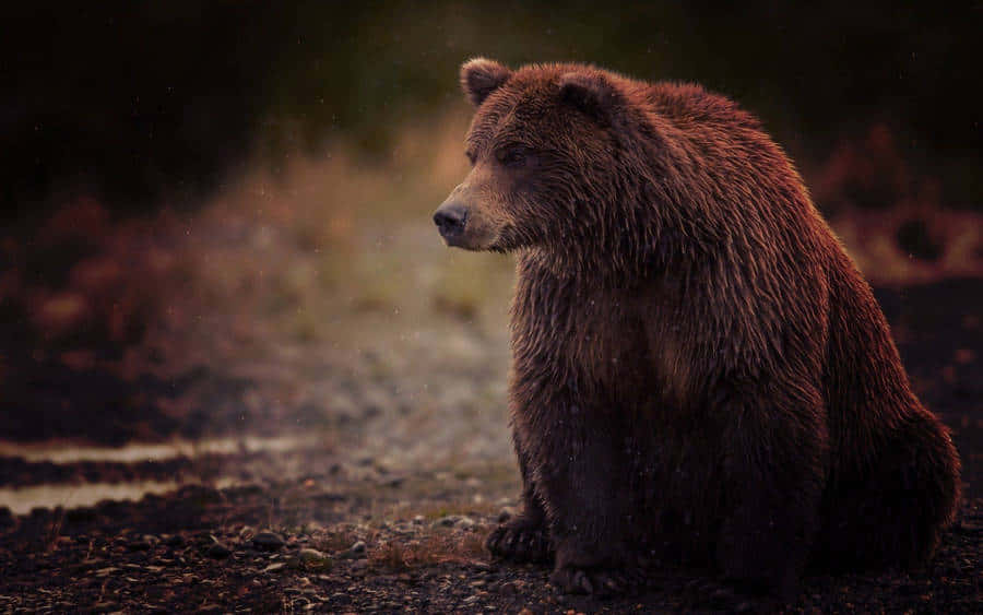 Contemplative Grizzly Bearin Wilderness Wallpaper