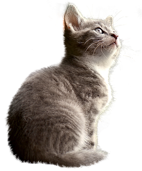 Contemplative Kitten Black Background PNG