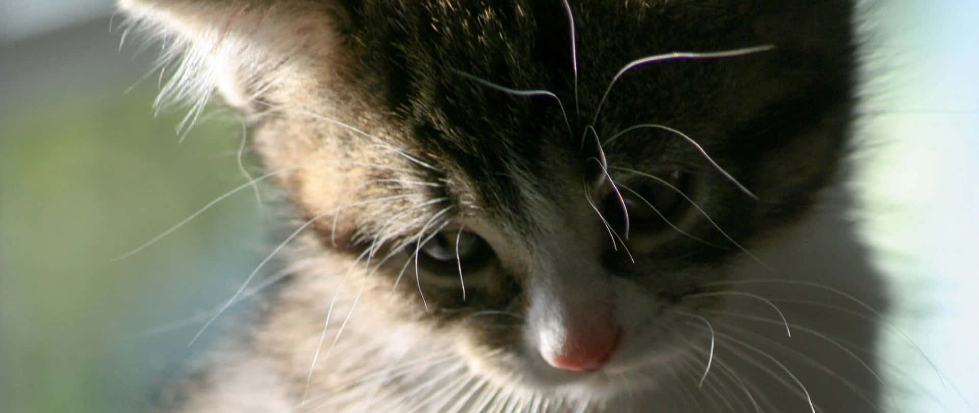 Profil D'un Chaton Contemplatif Fond d'écran