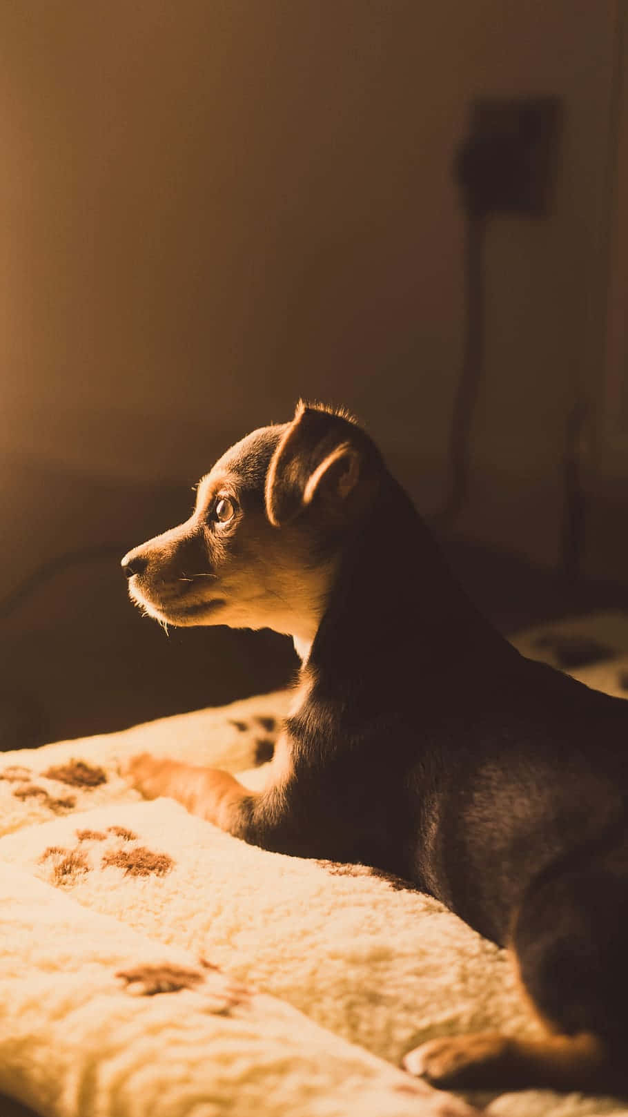 Contemplative Puppyin Warm Light Wallpaper