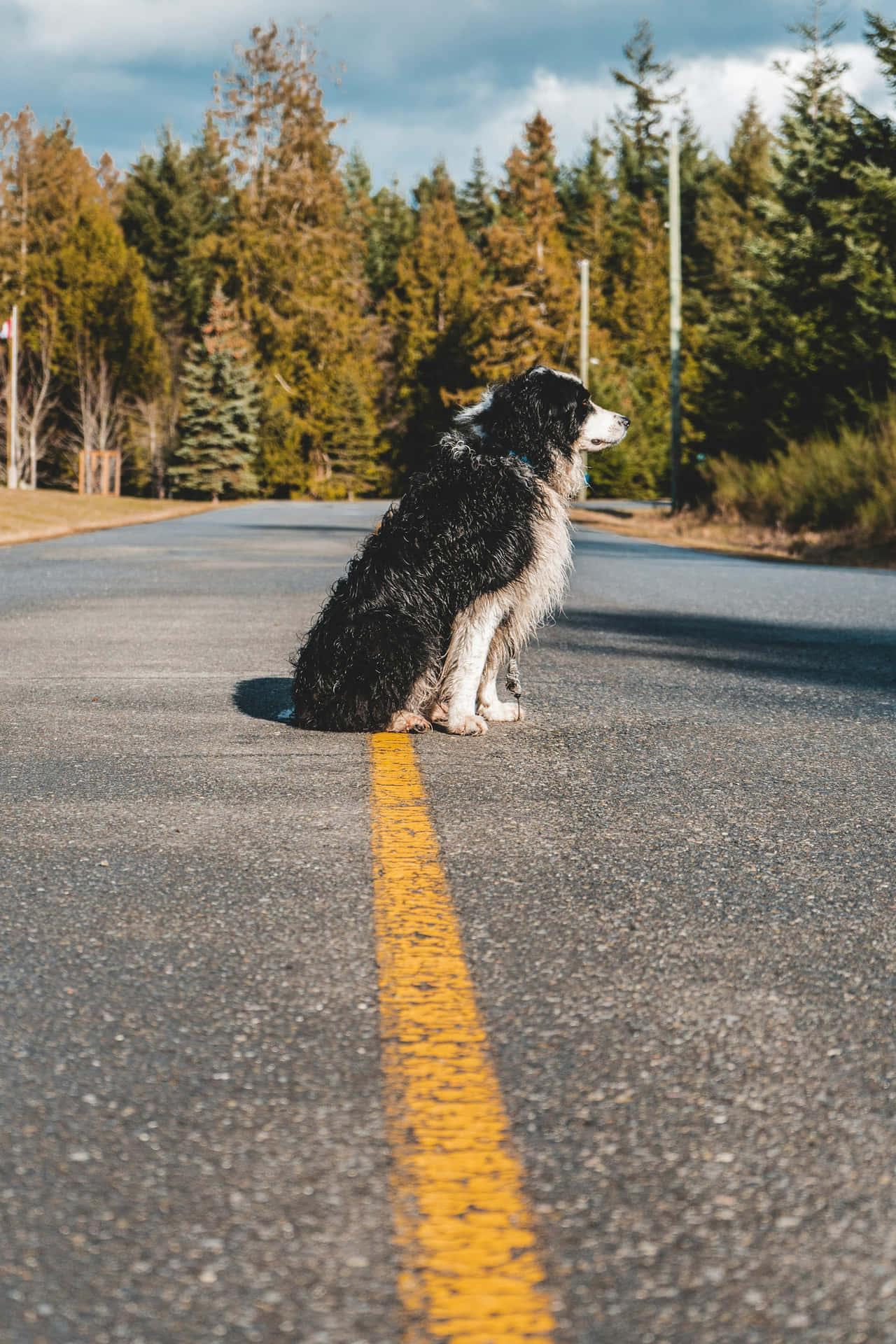 Kontemplativ Våt Hund På Veien.jpg Bakgrunnsbildet