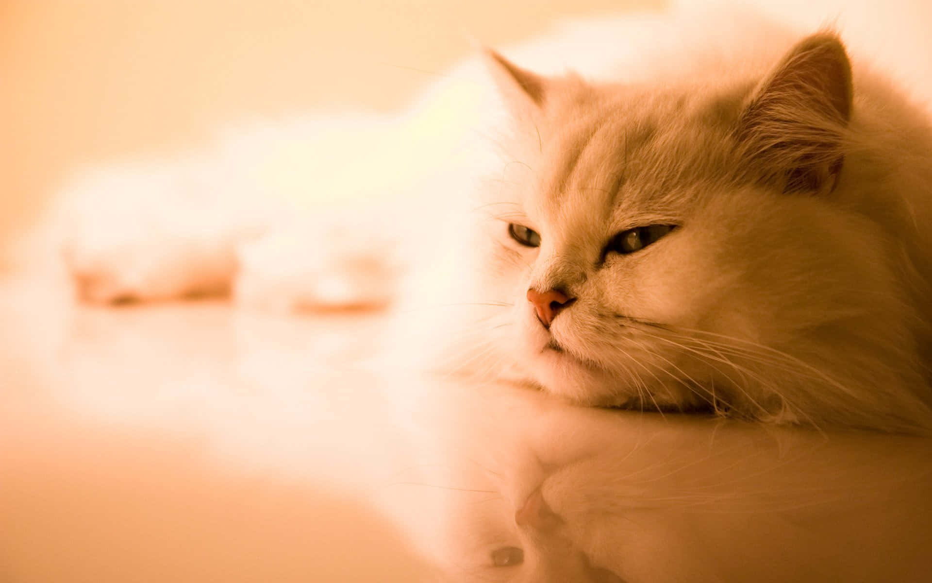 Chat Contemplatif Sur Fond Sépia Fond d'écran