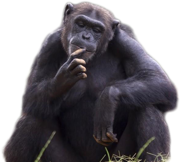 Download Contemplative_ Chimpanzee_ Portrait | Wallpapers.com