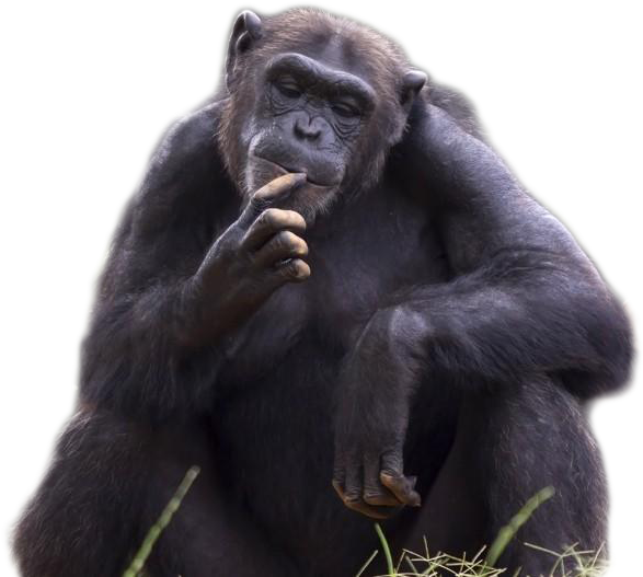 Contemplative_ Chimpanzee_ Portrait PNG