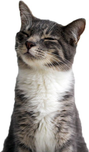 Contented Cat Smiling Closeup.png PNG