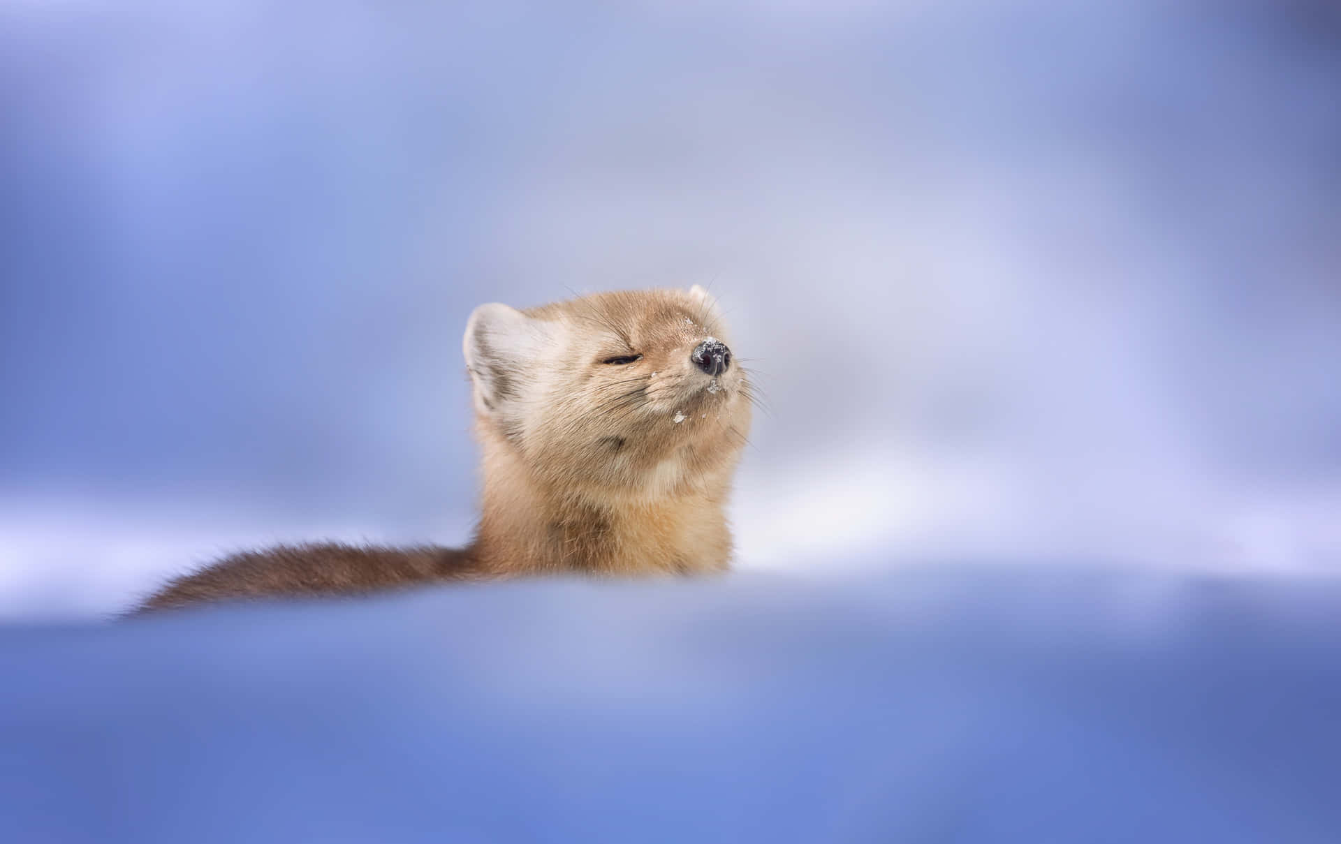 Contented Martenin Snow Wallpaper