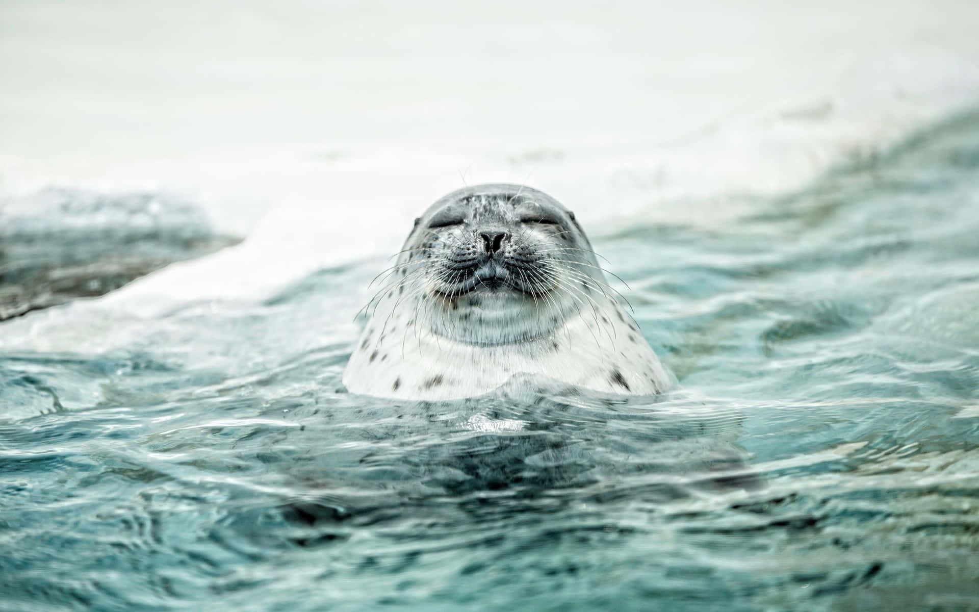 Contented Seal Swimmingin Ocean Wallpaper