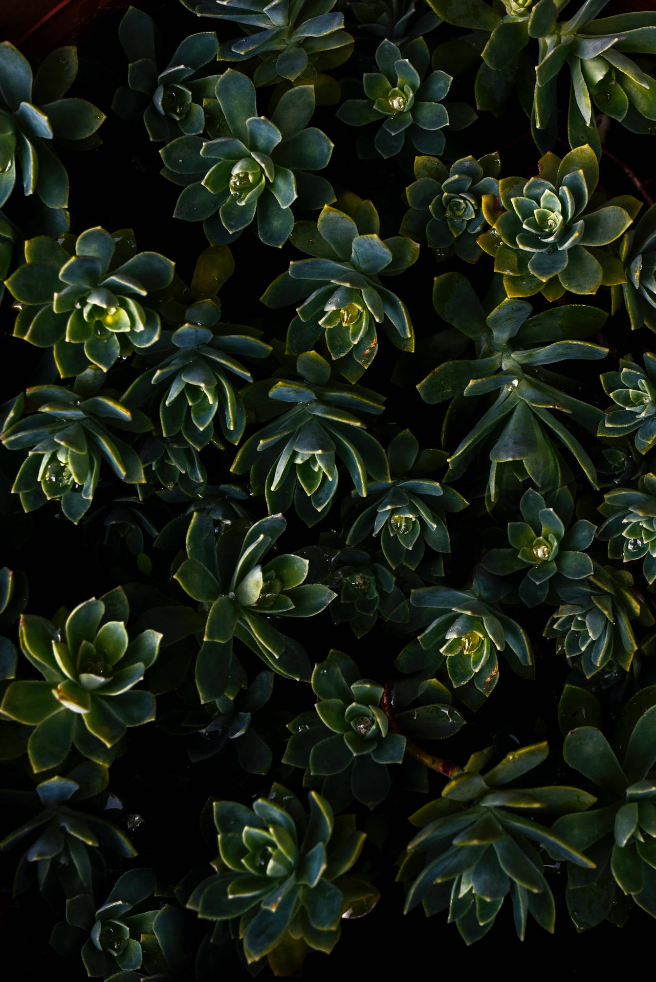 Kontrast Plants 4k iPhone 6 Plus baggrundsbillede: Et smukt lysgrønt billede af en samling af planter i kontrastfarver. Wallpaper