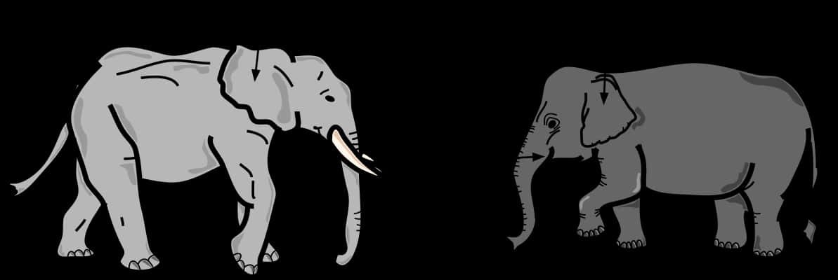 Contrasting Elephants Graphic PNG