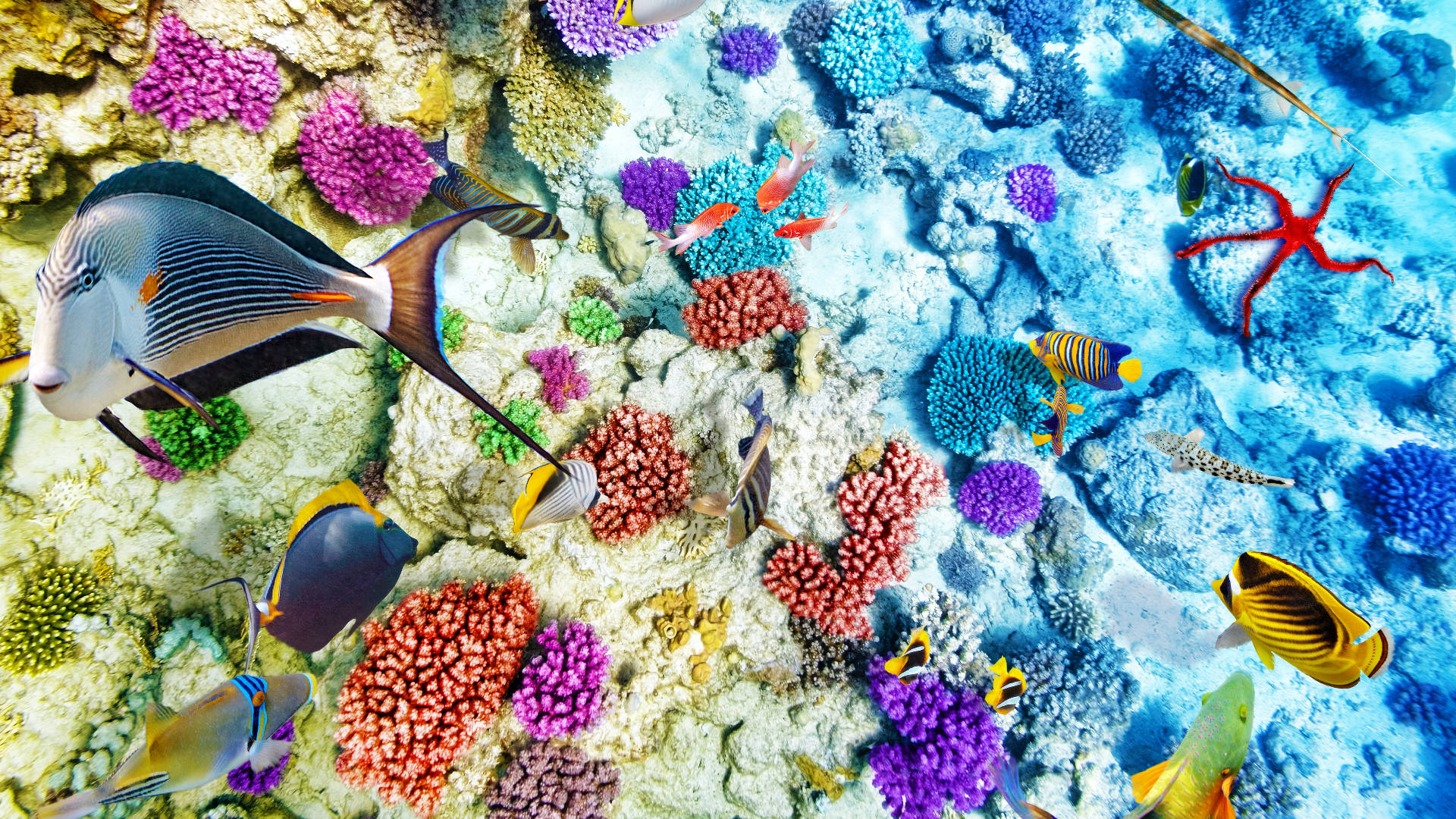 Kontrasterende tropiske fisk zoomer ind på en beroligende blåmetonet baggrund Wallpaper