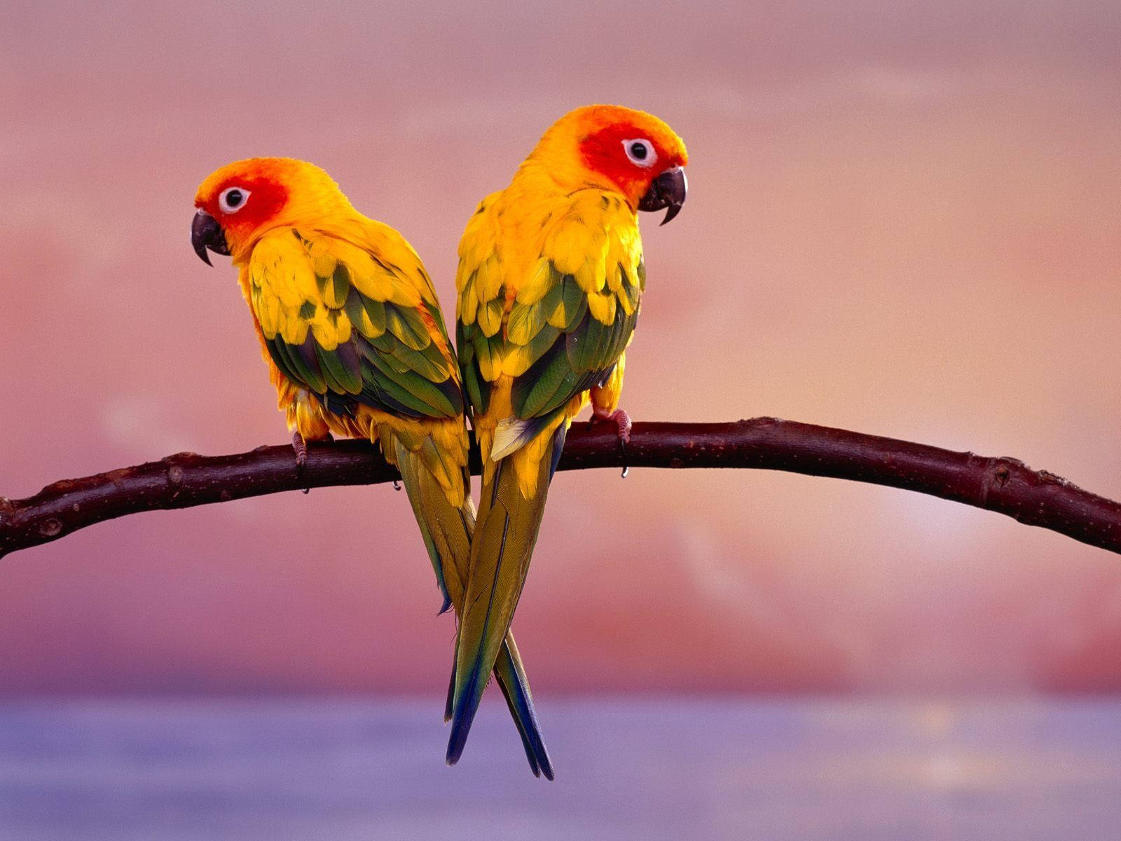 Conure Parrots In Dreamy Backdrop Wallpaper